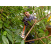 Black & Decker BEHTS301-QS Taille-haie (50cm/500W)