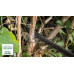 BOSCH UniversalHedgeCut 36-55-24 Taille-haies sans fil, 1x2,0 Ah 060084A302