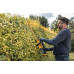 DeWALT DCMHT562P1-QW XR Taille haies 55 cm écartement de 19 mm XR (18V/1x5,0Ah)