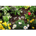 Gardena Micro-Drip-System Tuyau goutteur de surface 4,6 mm (3/16"), 15 m 1362-20