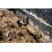 Metabo SP 220-35 S Inox Pompe immergée pour eau sale 601797000