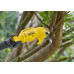 Stanley SFMCPP632B-XJ FatMax V20 Sécateur sur perche (18V/sans batterie ni chargeur)