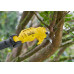 Stanley SFMCPP632D1-QW FatMax V20 Sécateur sur perche (18V/1x2,0Ah)