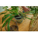Fiskars Plant Care Ciseaux pour plantes avec support, 19 cm 1075316