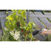 GARDENA Combisystem Kit outils de jardinage sur balcon 8966-30