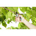GARDENA Comfort B/ Sécateur alu a lame franche ø 25 mm 8906-20