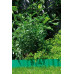 GARDENA Bordures de pelouse (vert) 9 m, 15 cm 538-20