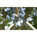 GARDENA EnergyCut 750 A Coupe-branches 12008-20