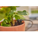 GARDENA MDS Kit d'initiation pour balcon - jusqu'a 15 pots. 13401-20