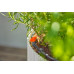 GARDENA MDS Kit d'initiation pour balcon - jusqu'a 15 pots. 13401-20
