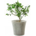 KETER CONIC PLANTER 56,5L Pot, 54 x 48,7 cm, moka 17202754