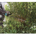 MAKITA UH007GZ Taille-haie Li-ion XGT 40V, Produit seul