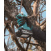 Makita DUP181Z Sécateur, ø 30mm, Li-ion LXT 18V, sans batterie Z