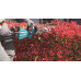 Makita UH004GM201 Taille-haie 600mm Li-ion XGT 40V/4Ah