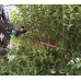 Makita UH006GM201 Taille-haie 600mm, Li-ion XGT (40V/2x 4,0 Ah)